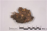 藏品(牛皮葉屬)的圖片